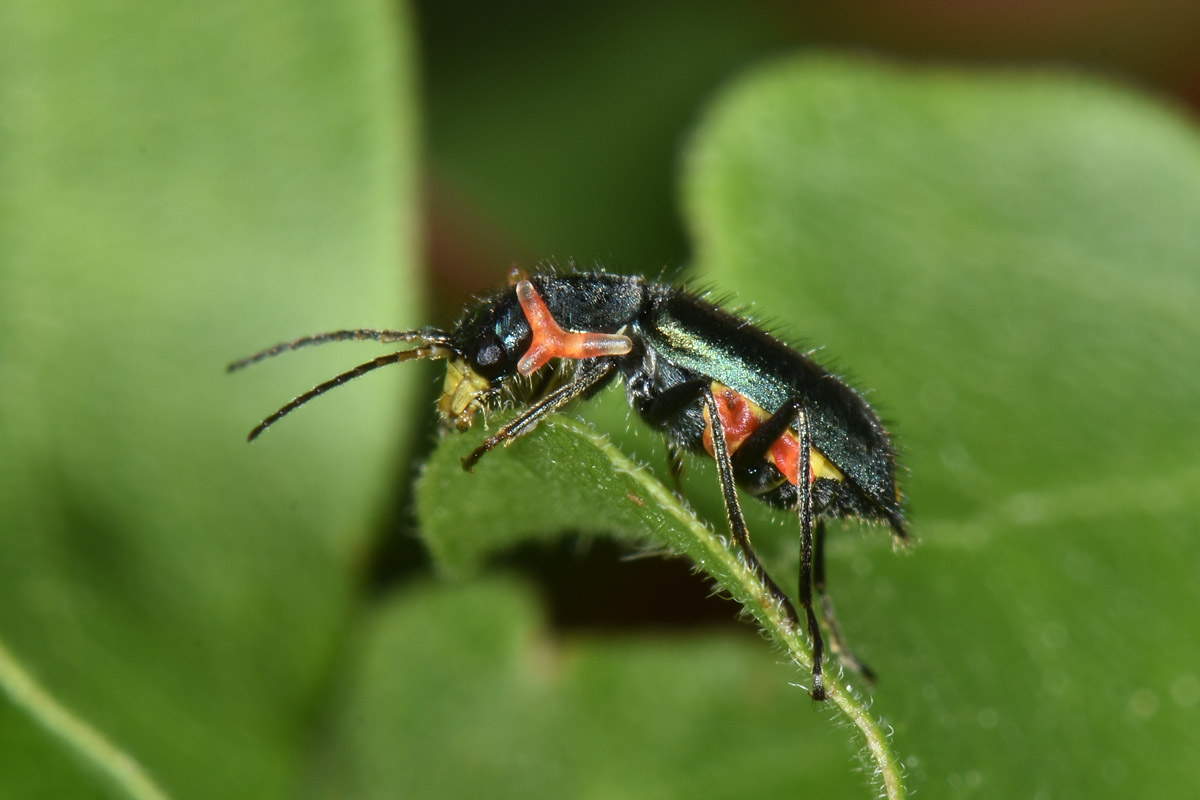 Malachiidae: Clanoptilus elegans?  con 